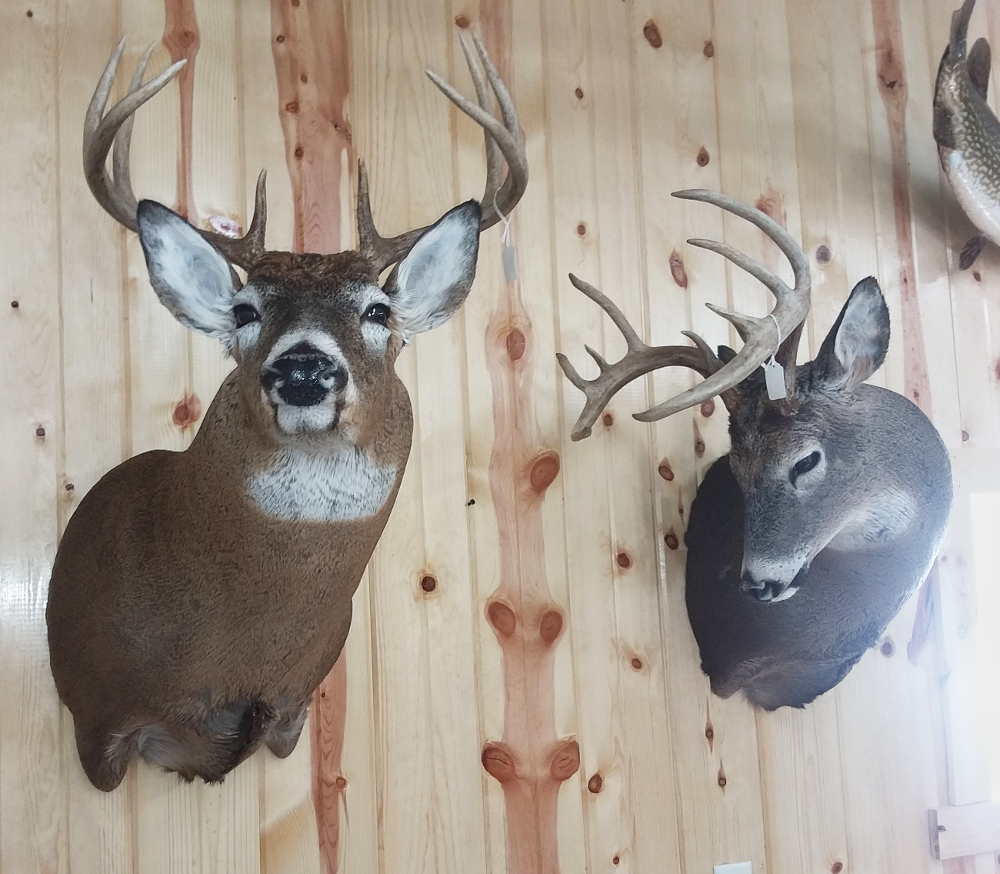 image showing deer mount