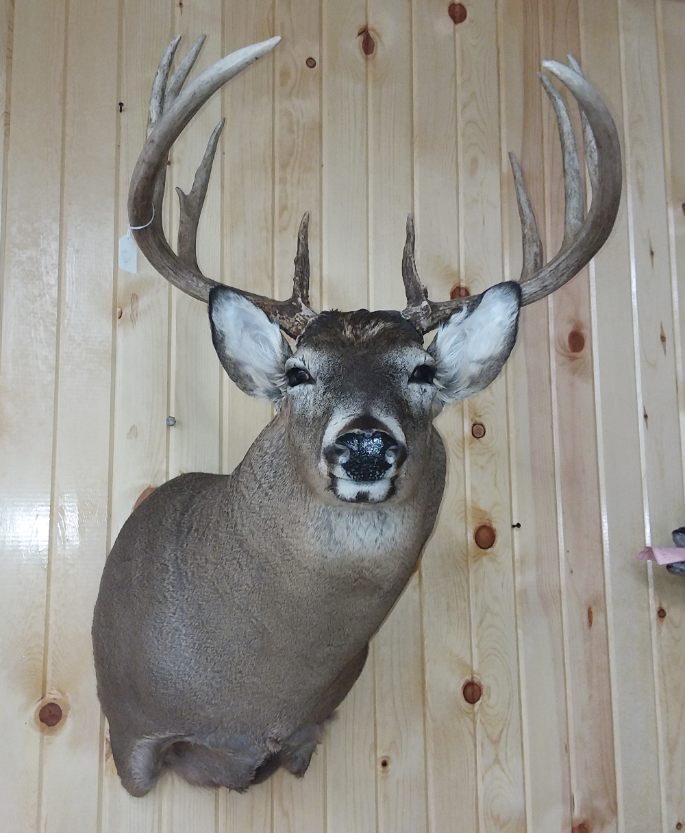 image showing deer mount