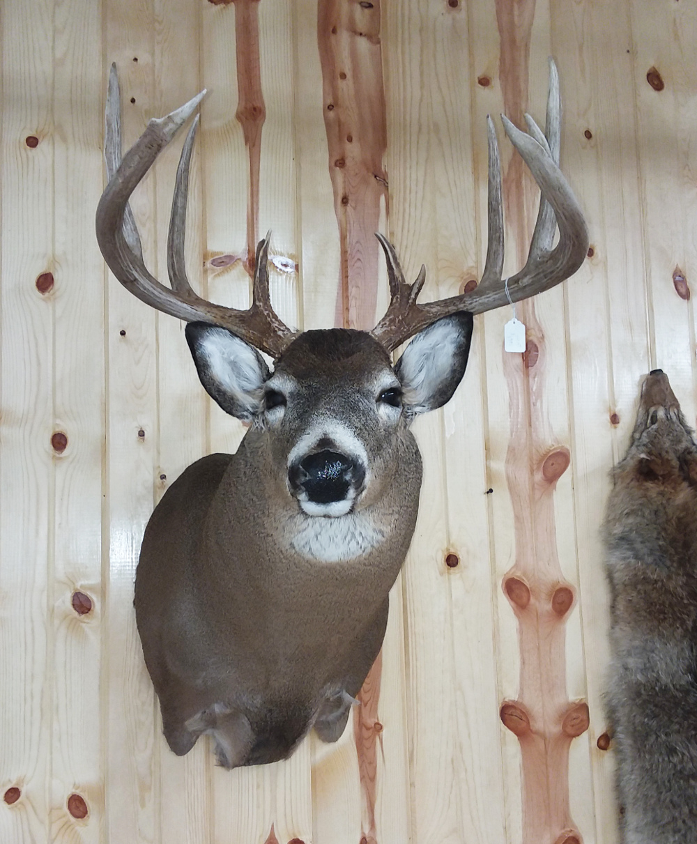 image showing deer mount