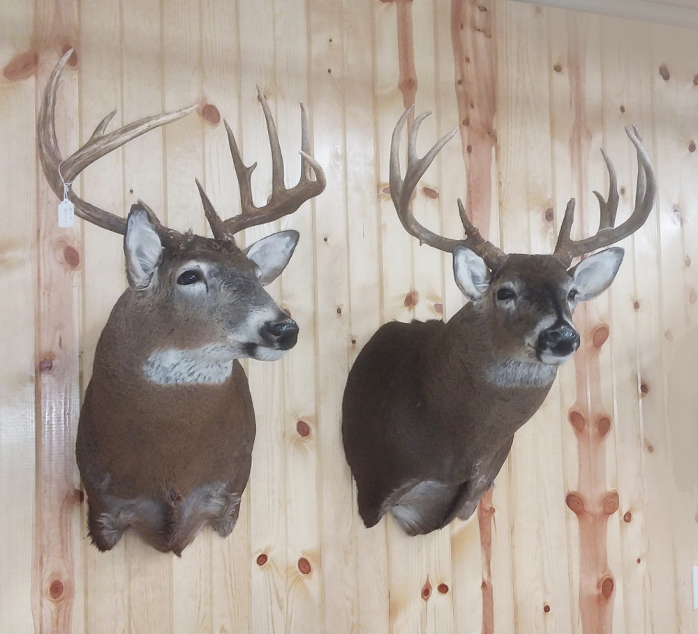 image showing deer mount