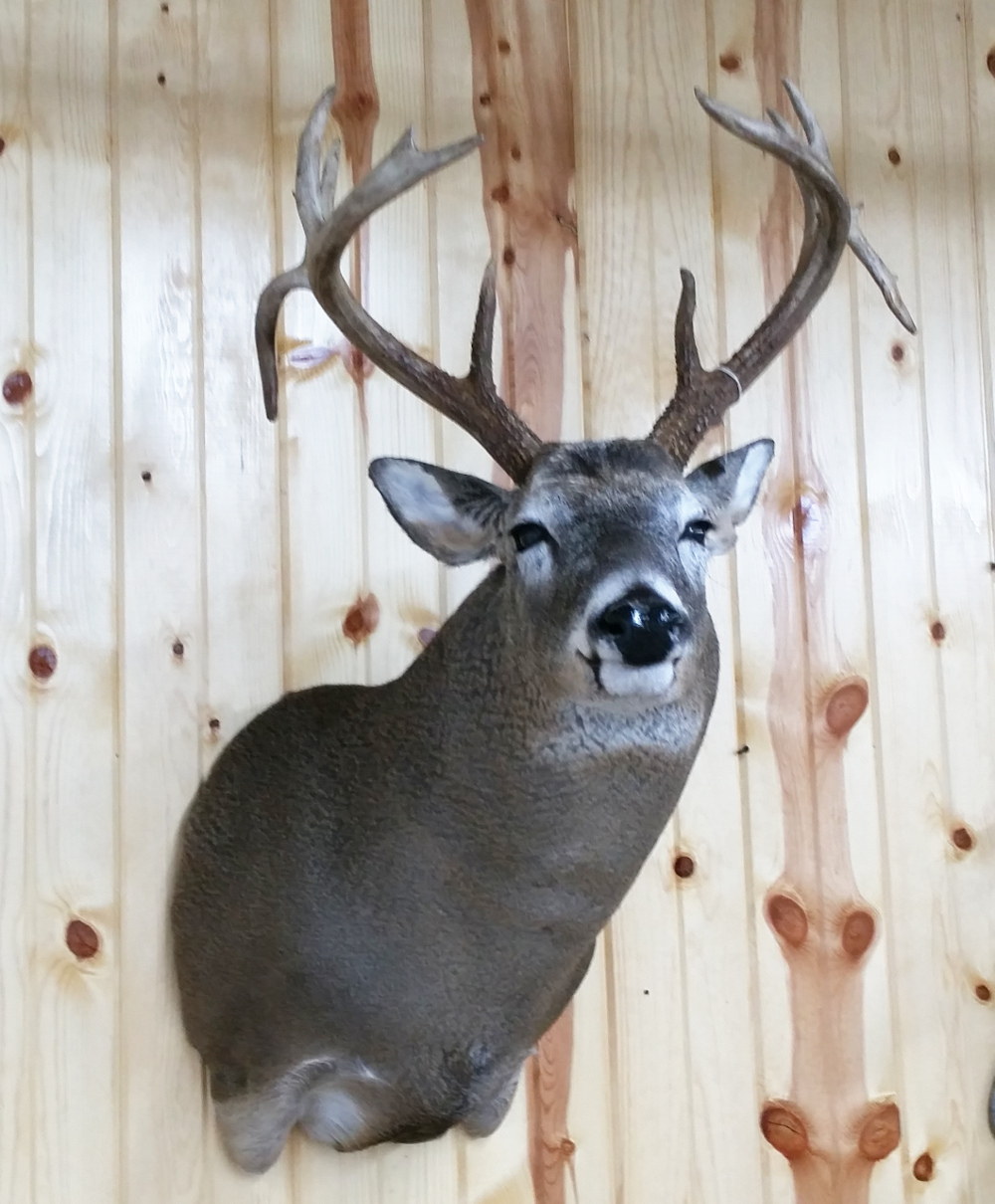 image showing deer mount