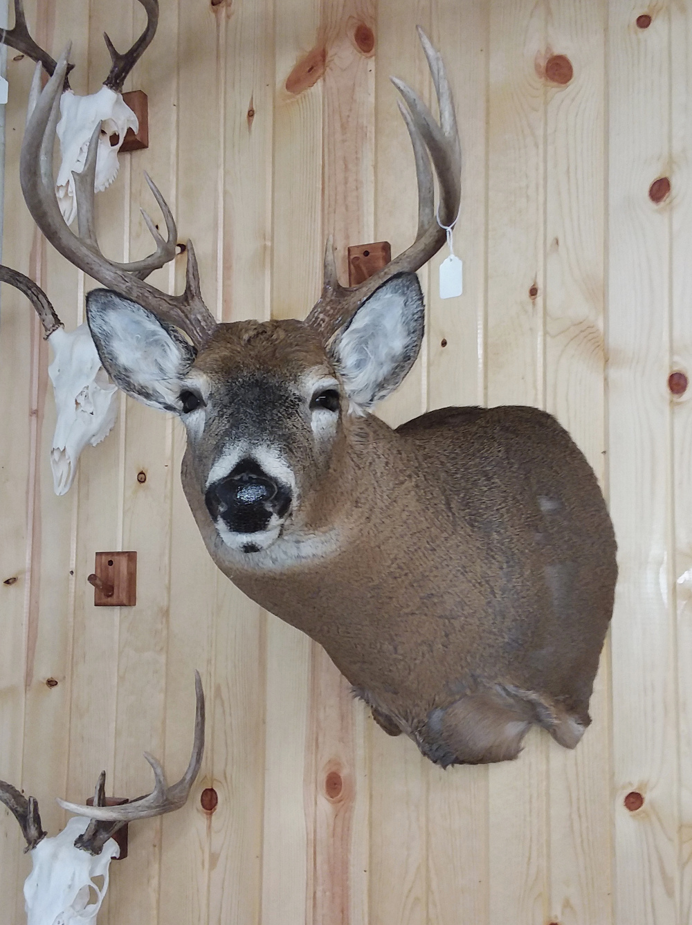 image showing deer mount