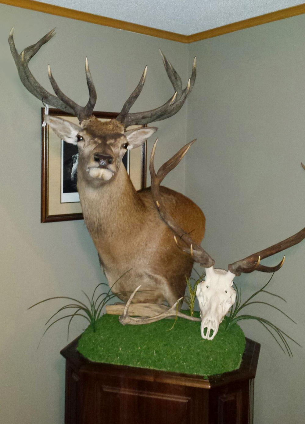 image showing deer mount