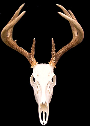 image showing deer mount