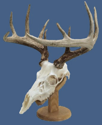 image showing deer mount