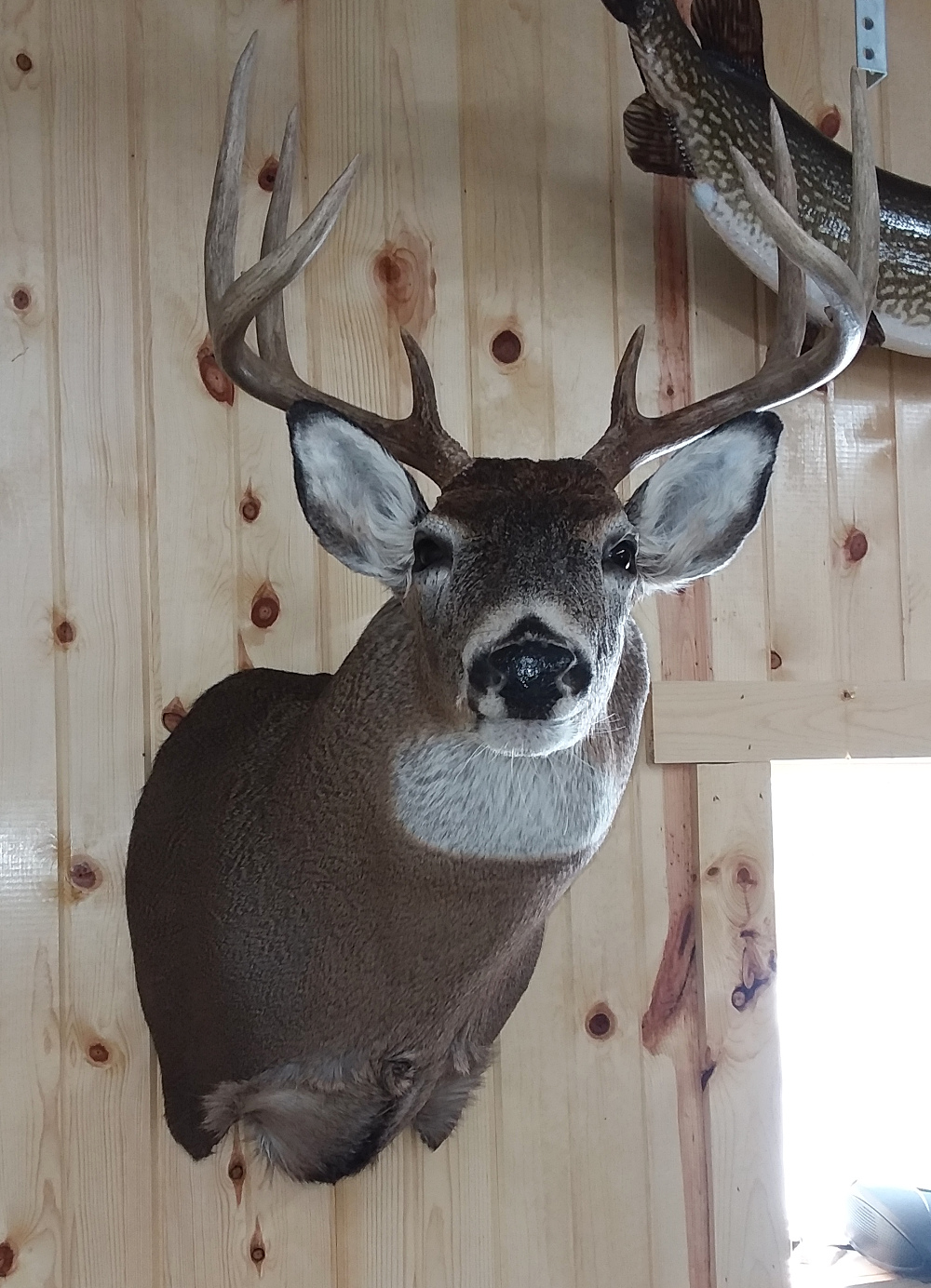 image showing deer mount