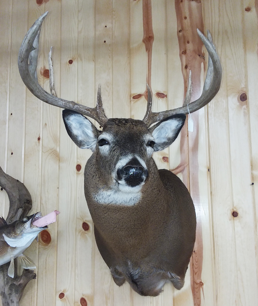 image showing deer mount