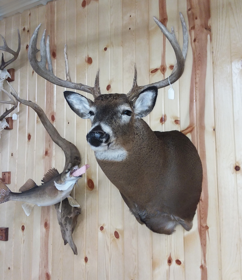 image showing deer mount