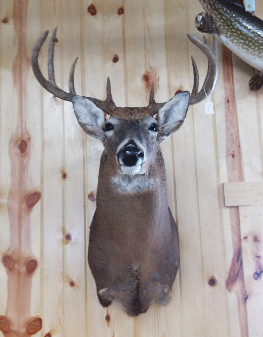 image showing deer mount