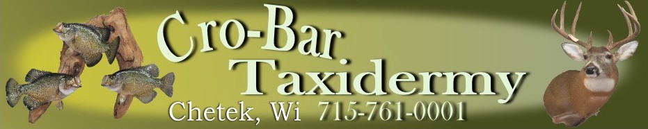 banner image for crobar taxidermy